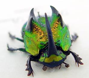 Diversity of life: examples from different domains