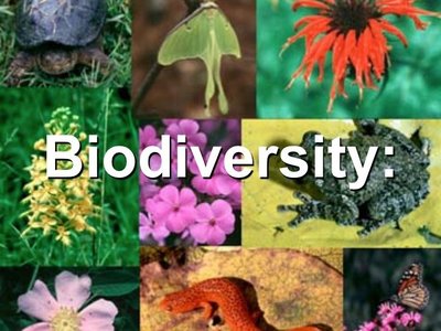 Biodiversity: collage of different organisms