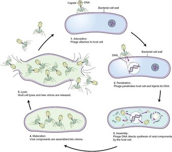 Bacteriophage lytic cycle