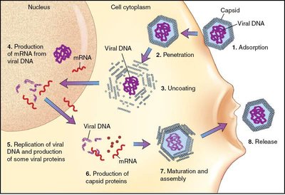 Multiplication of naked animal viruses