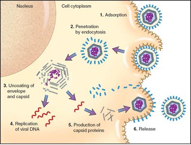 Multiplication of enveloped animal viruses