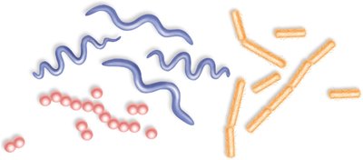 Shapes of prokaryotic cells