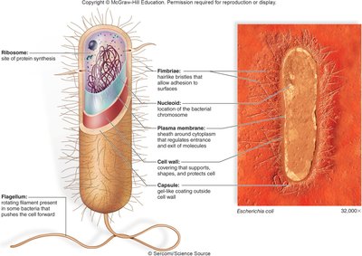 Structure of a prokaryotic cell