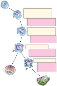 Origin of eukaryotic organelles