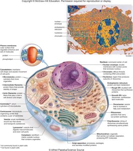 Animal cell anatomy