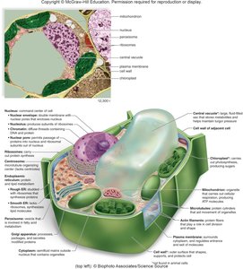 Plant cell anatomy