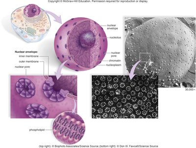 Anatomy of the nucleus