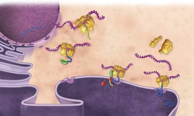 Function of ribosomes and protein synthesis