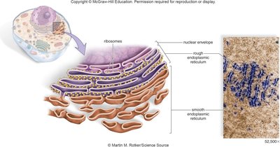 Endoplasmic reticulum structure