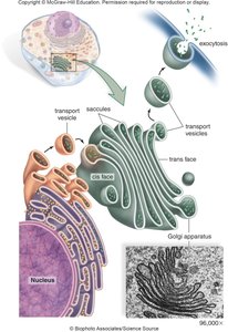 Golgi apparatus structure and function