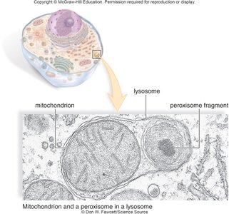 Lysosome structure