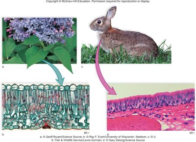 Plant and animal cells comparison