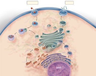 Endomembrane system overview