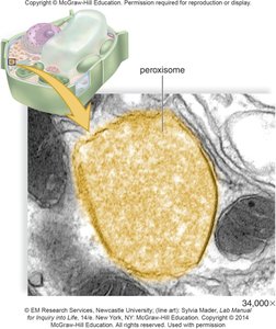 Plant cell peroxisome
