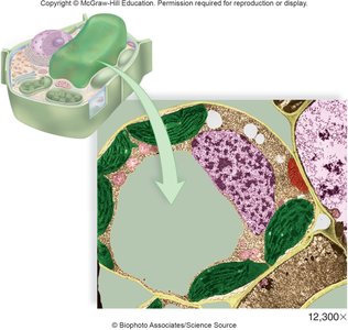 Plant cell central vacuole