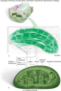 Chloroplast structure