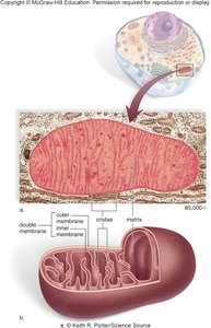Mitochondrion structure