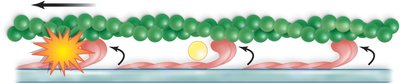 Actin filament operation