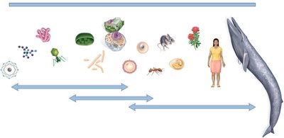 Relative sizes of biological objects