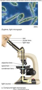 Compound light microscope diagram