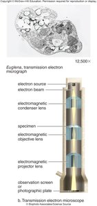 Transmission electron microscope diagram