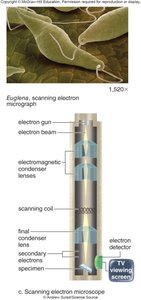 Scanning electron microscope diagram