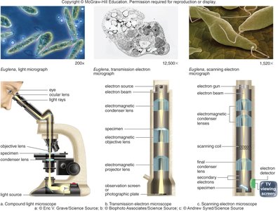 Comparison of light, TEM, and SEM microscopy