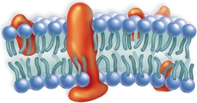 Phospholipid bilayer structure