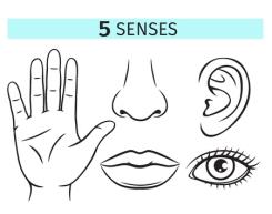 Illustration of the five senses: touch, smell, hearing, taste, and sight