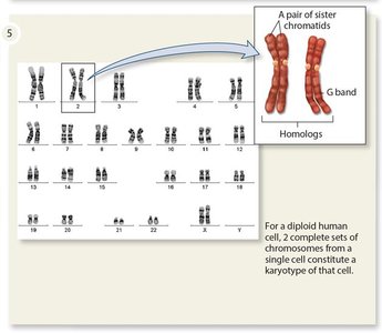 Human karyotype: autosomes and sex chromosomes