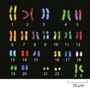 Maternal and paternal homologous chromosomes