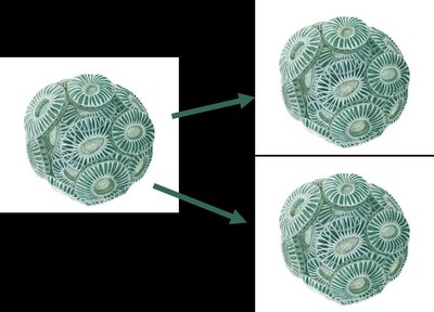 Asexual reproduction: cell division