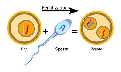 Sexual reproduction: cell division
