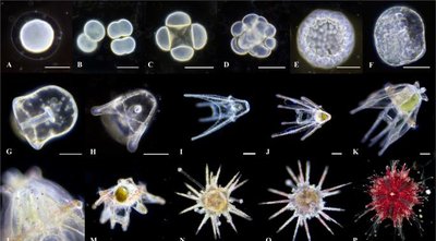 Axolotl: master of mitosis and regeneration