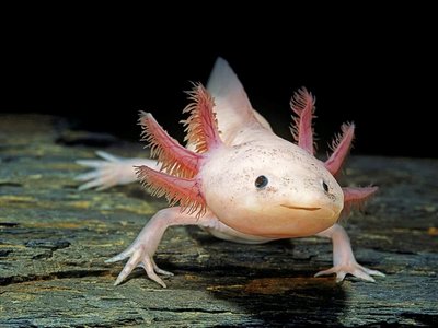 Axolotl limb regeneration stages