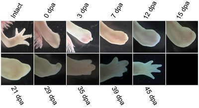 Axolotl limb regeneration stages