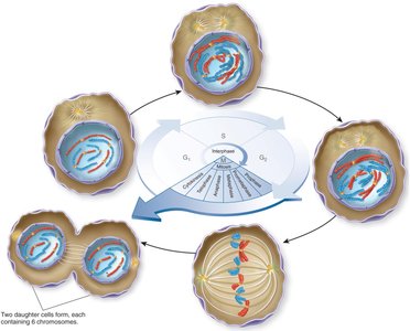 S phase: chromosome duplication