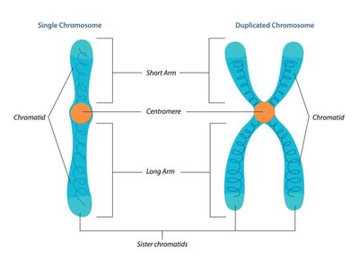 Sister chromatid formation in S phase