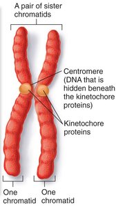 Homologous chromosomes: maternal and paternal