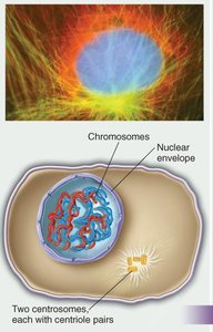 G2 interphase: centrosomes and chromosomes