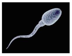 Sperm cell, a gamete