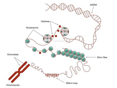 Levels of DNA packaging: dsDNA, nucleosome, chromatin, chromosome