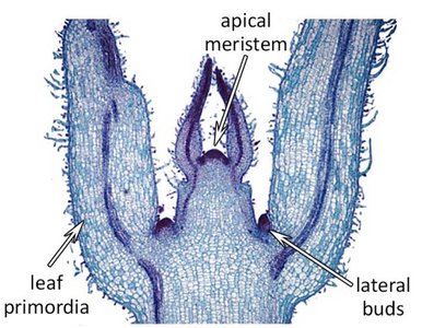 Shoot tip showing apical meristem