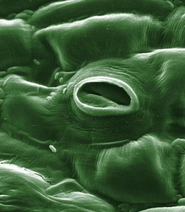 Stoma on a plant leaf surface