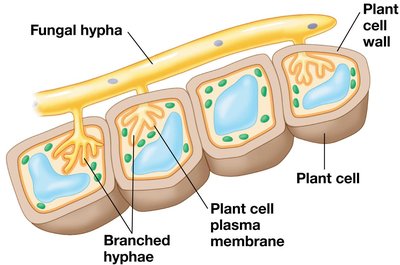 Diagram of mycorrhizal association between fungal hyphae and plant roots