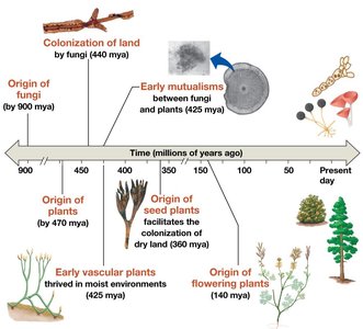 Timeline of major events in the colonization of land by plants and fungi