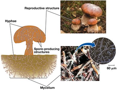 Structure of a fungus showing mycelium and reproductive structures