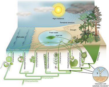 Diagram showing the transition from aquatic to terrestrial environments and the evolution of land plants