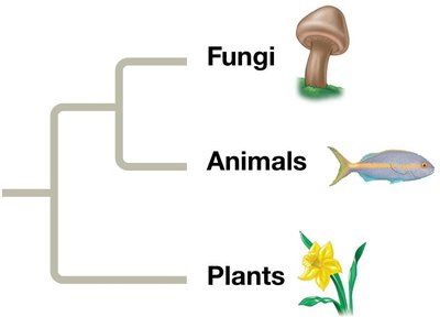 Phylogenetic tree showing relationships among fungi, animals, and plants