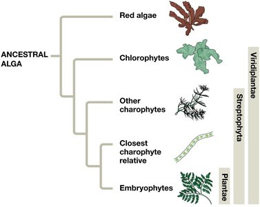 Phylogenetic tree of green algae and land plants